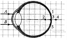 На рисунке изображен глаз человека